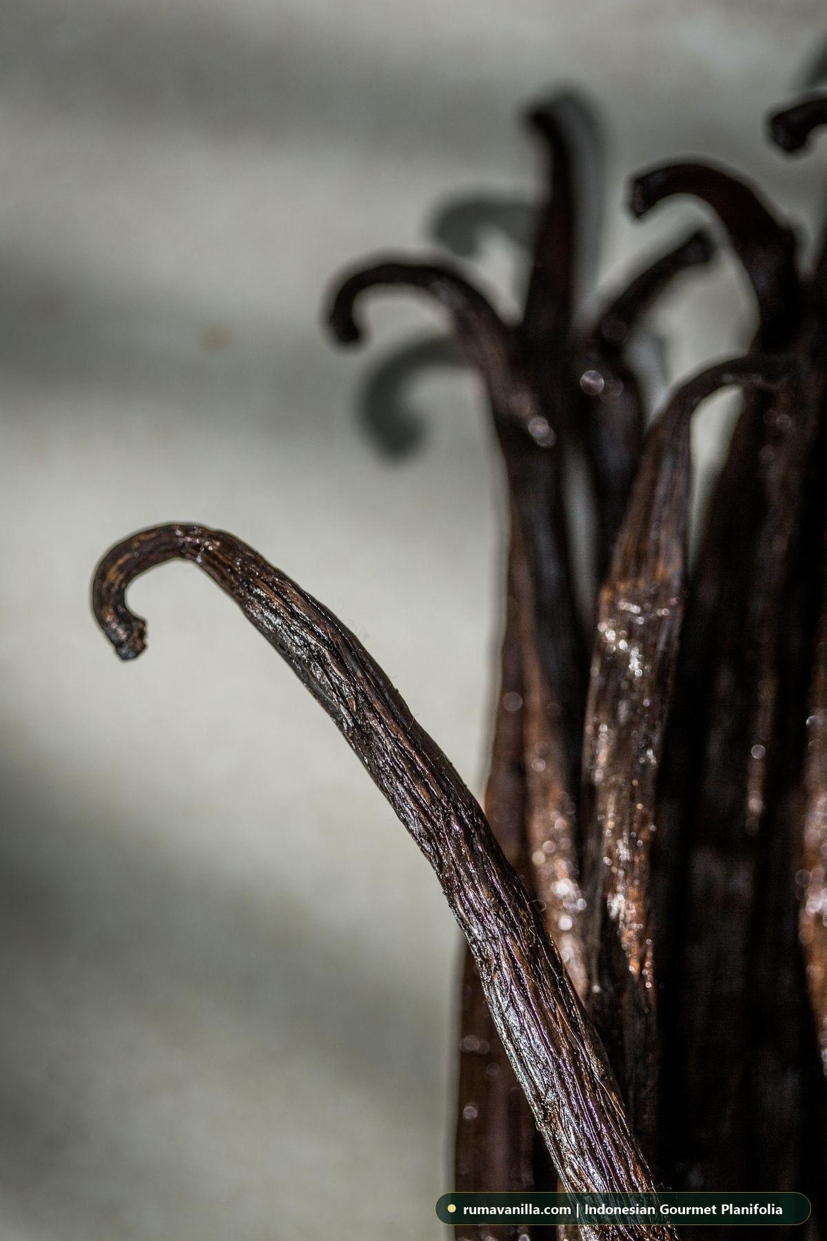 Premium Indonesian Gourmet Vanilla Beans