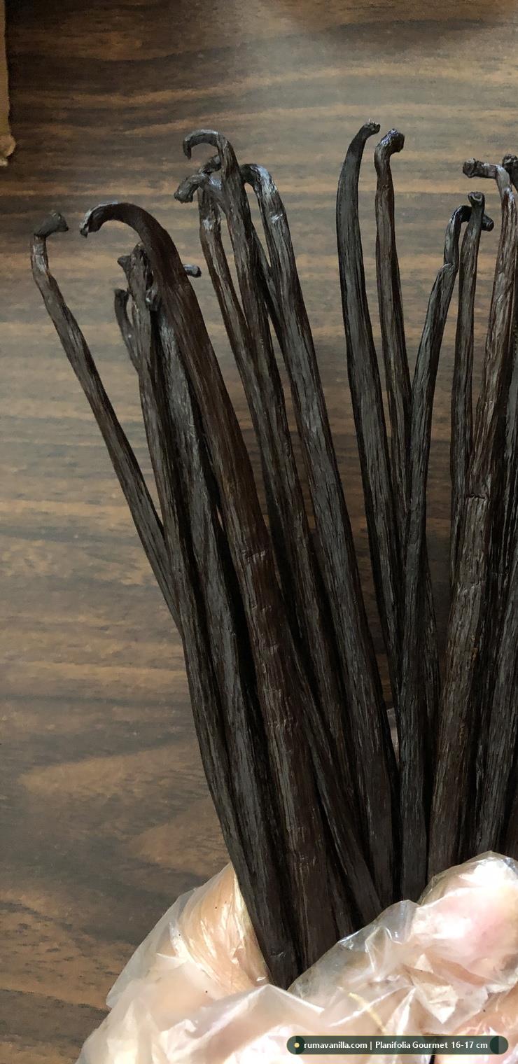 Vanilla Planifolia Gourmet Beans